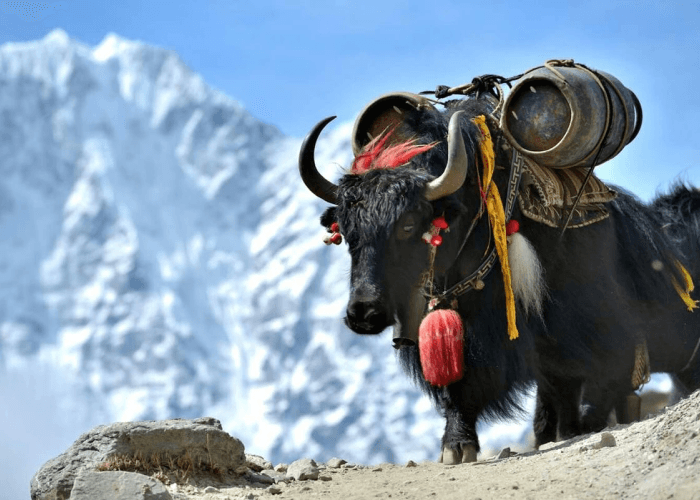 Decorated yak carrying supplies in the mountains