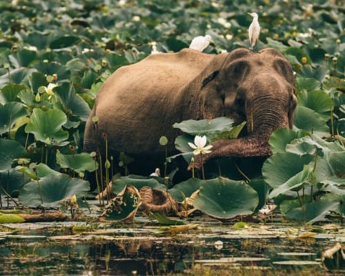 Elephant among water lilies